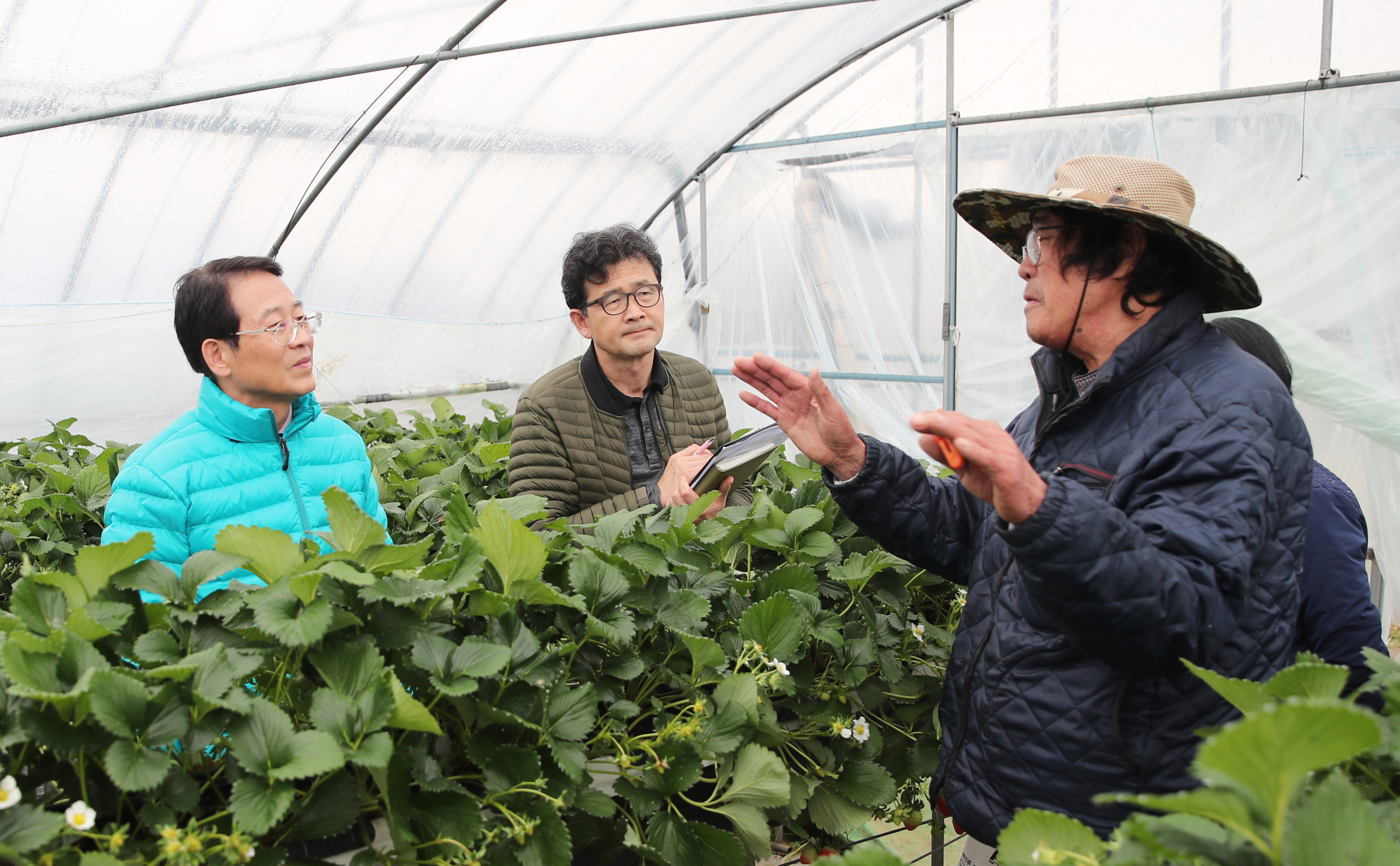 딸기 농가 일부 도난···강진군, 신속대처로 피해 최소화