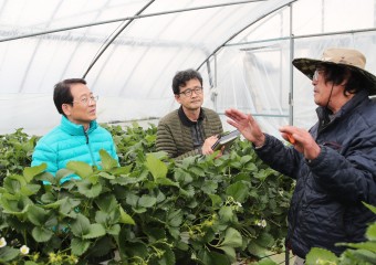 딸기 농가 일부 도난···강진군, 신속대처로 피해 최소화